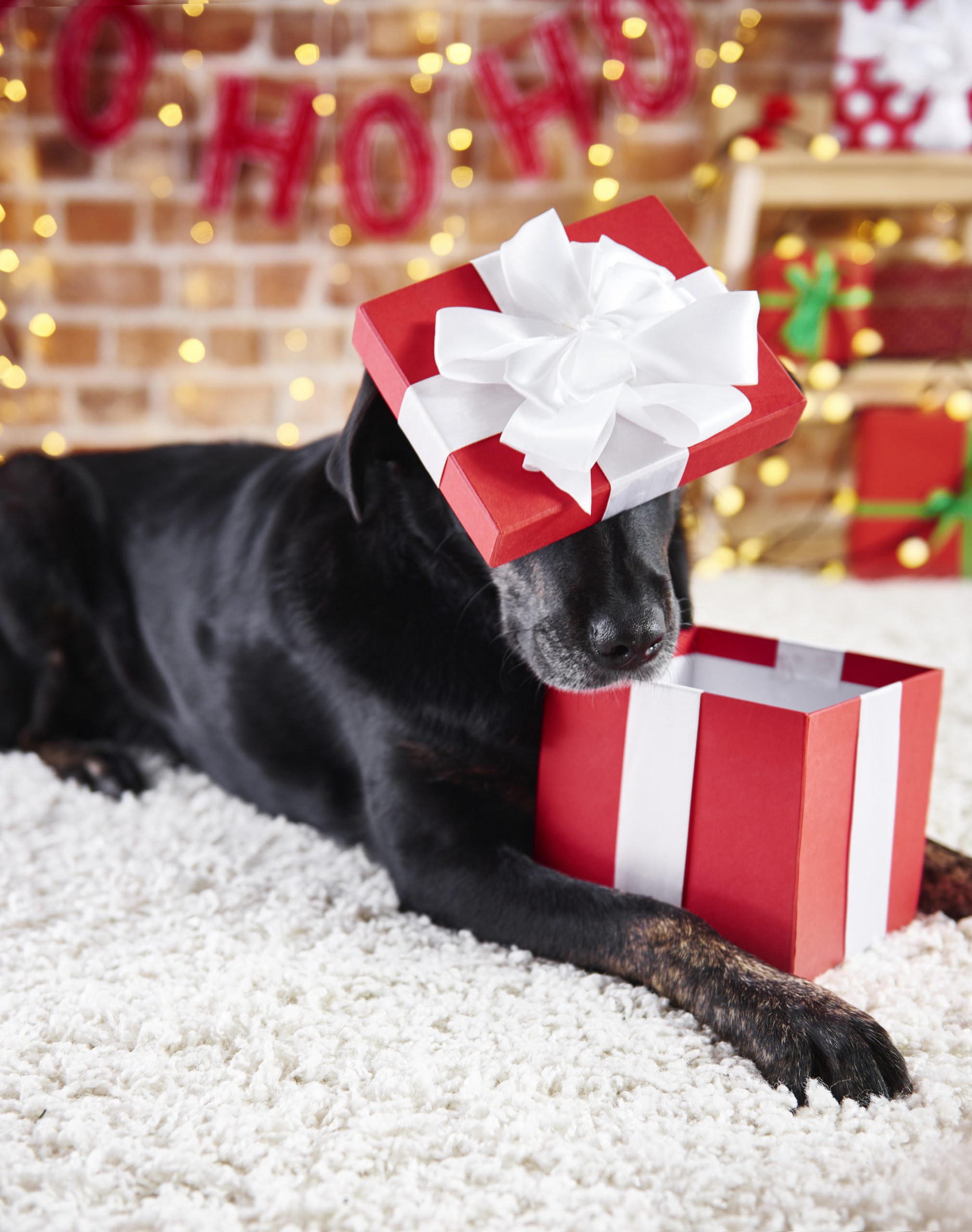 cane dentro un pacco regalo