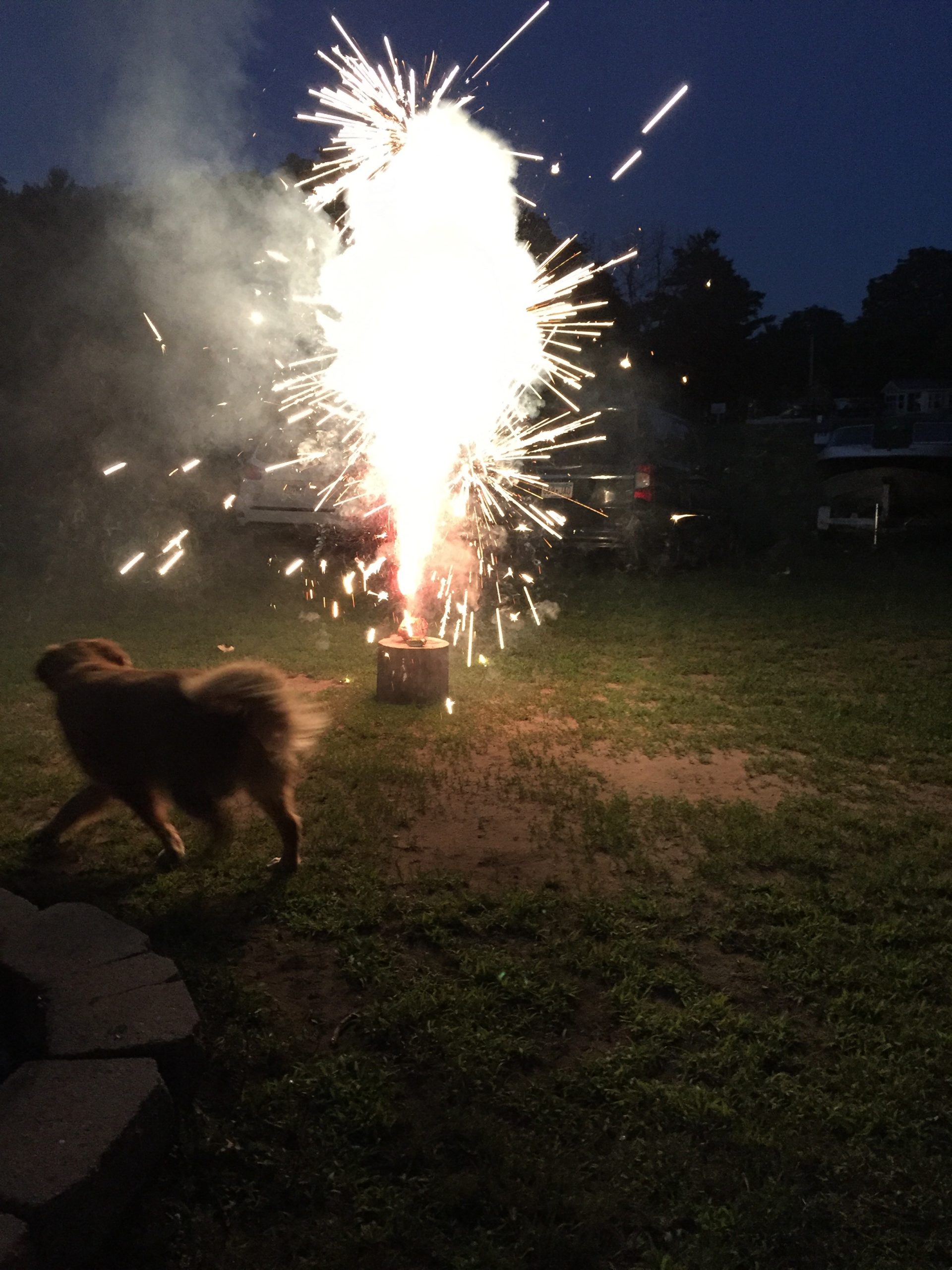 cane che scappa davanti i fuochi d'artificio