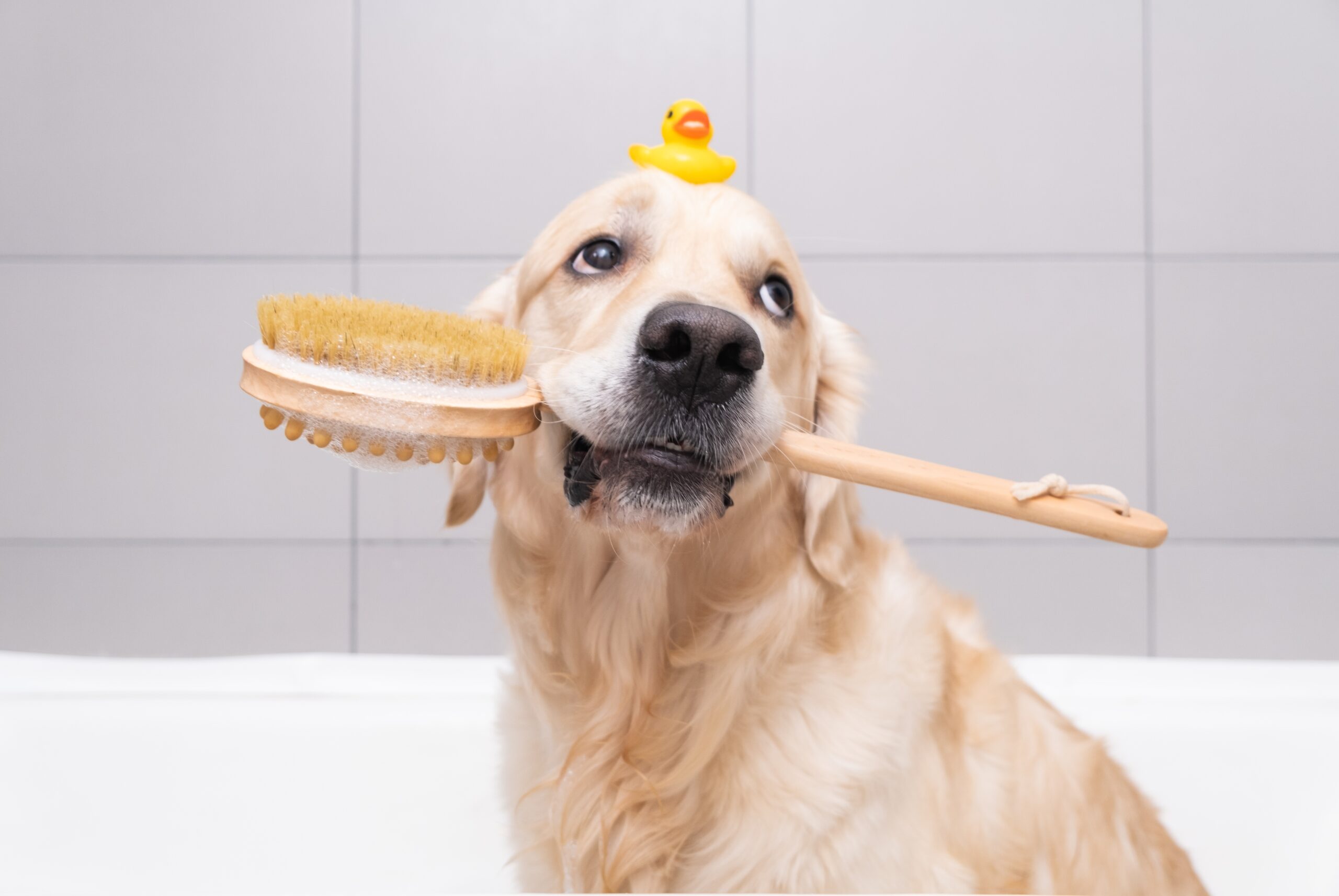 cane che fa il bagnetto