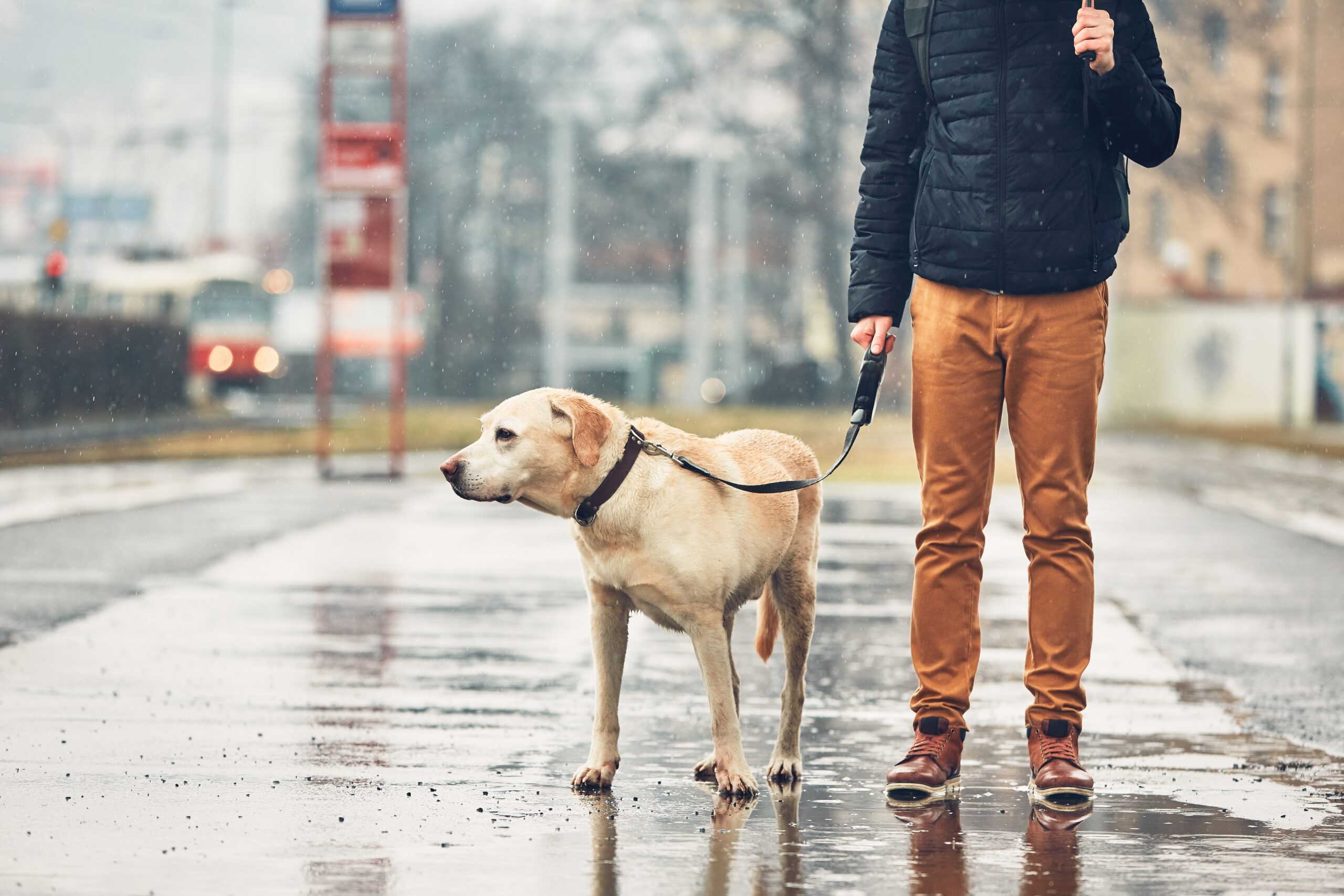 cosa fare se il cane ha paura della pioggia