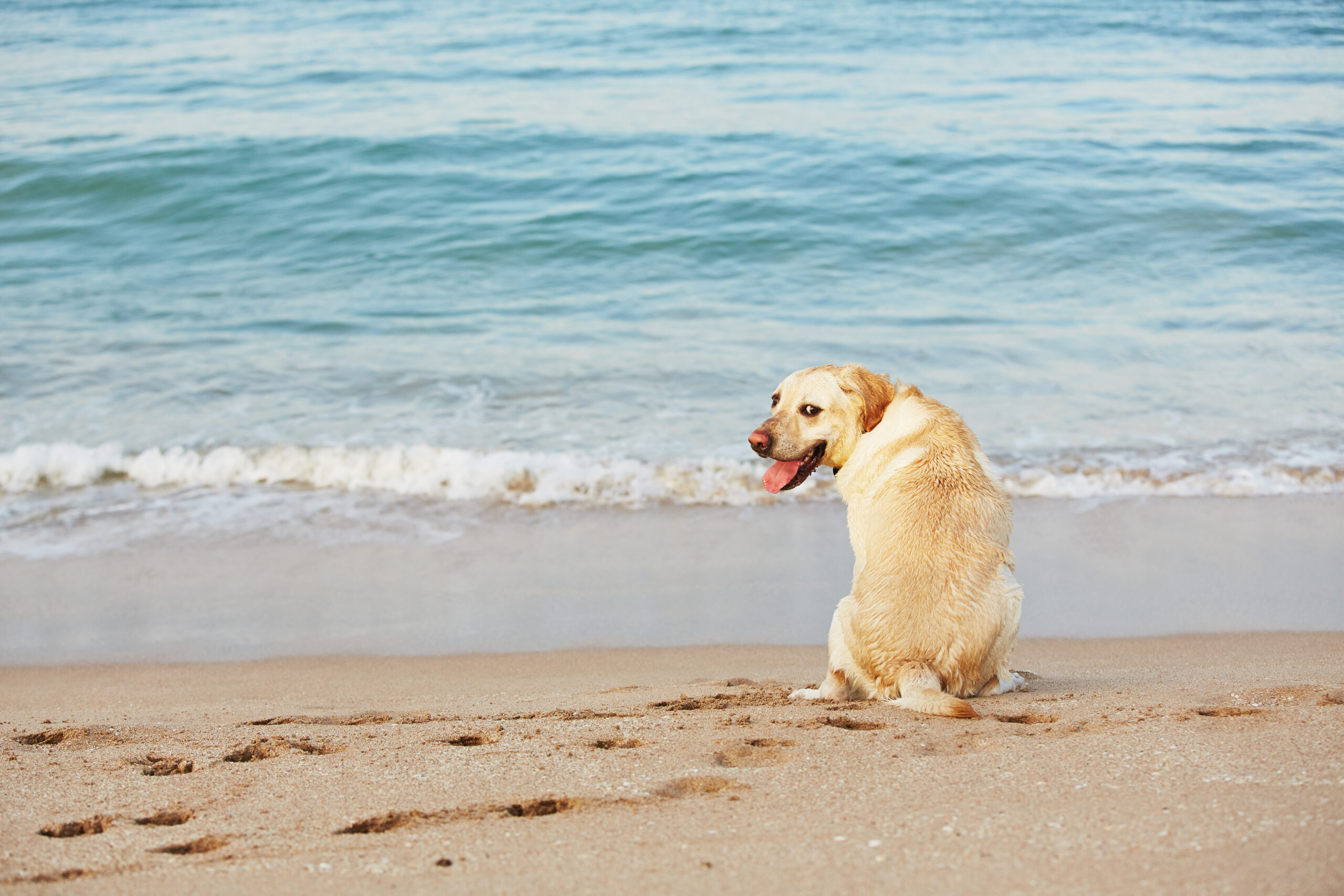 in vacanza al mare con il cane