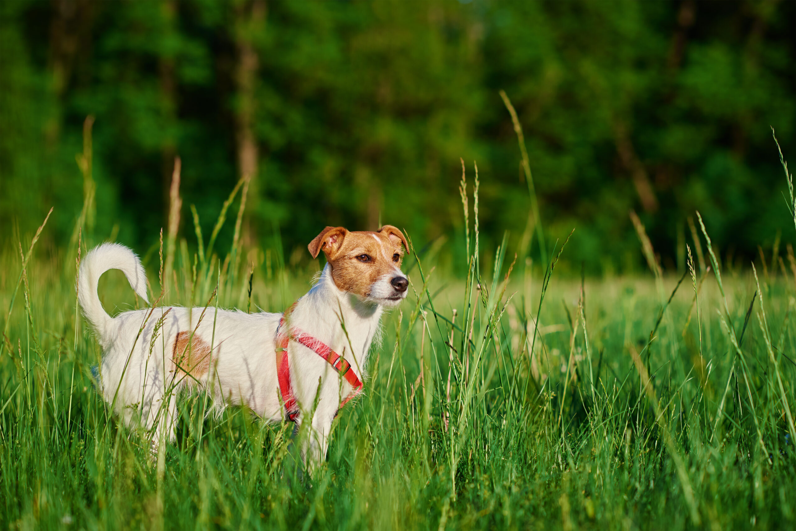 esemplare di Jack Russell Terrier